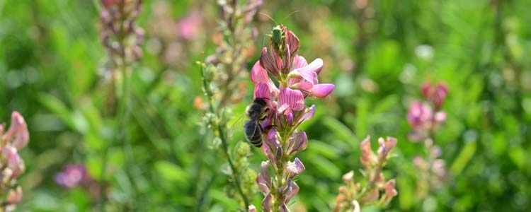 Onobrychis_viciifolia_Esparsette_Biene_20_9kf_large.jpg (106 KB)